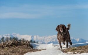 Mastering the Deutscher Wachtelhund: A Complete Training Guide for Experienced Owners