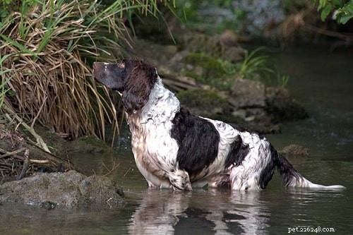 Mastering the Deutscher Wachtelhund: A Complete Training Guide for Experienced Owners
