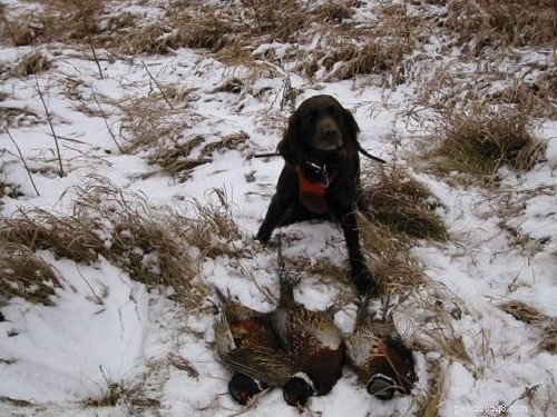Mastering the Deutscher Wachtelhund: A Complete Training Guide for Experienced Owners