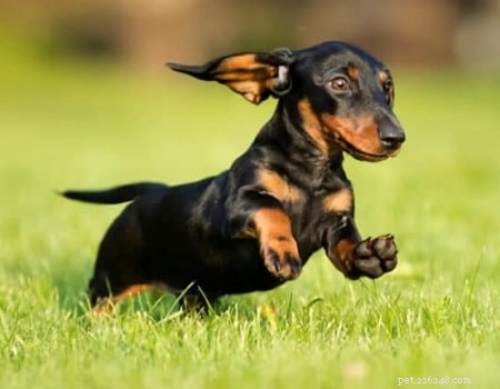 Effective Dachshund Training: Proven Techniques for Smart & Stubborn Puppies