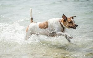 Professional Training Guide for Danish‑Swedish Farmdogs