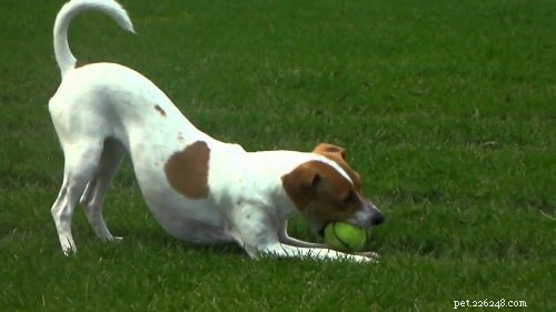 Professional Training Guide for Danish‑Swedish Farmdogs