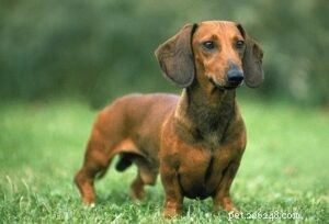 Effective Dachshund Training: Proven Techniques for Smart & Stubborn Puppies