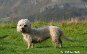 Mastering Dandie Dinmont Terrier Training: Tips for a Well-behaved Family Companion