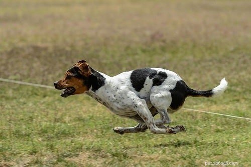 Professional Training Guide for Danish‑Swedish Farmdogs