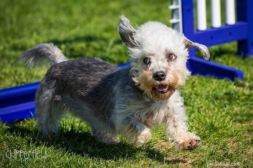 Mastering Dandie Dinmont Terrier Training: Tips for a Well-behaved Family Companion