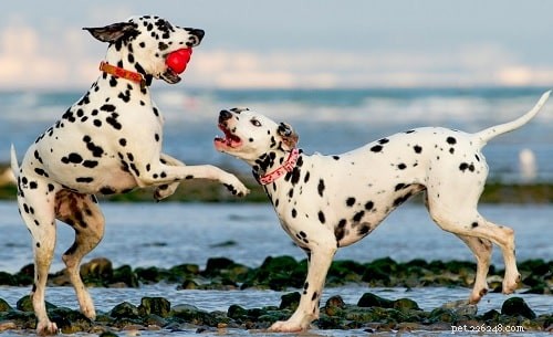 Dalmatian Training: Expert Techniques for Active, Loyal Companions