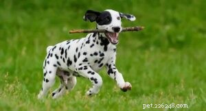 Dalmatian Training: Expert Techniques for Active, Loyal Companions