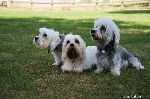 Mastering Dandie Dinmont Terrier Training: Tips for a Well-behaved Family Companion