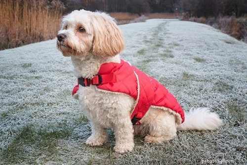 Effective Cavachon Training: Tips for Small Dog Success