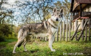 Mastering Czechoslovakian Vlcak Training: Expert Tips for Powerful, Loyal Dogs