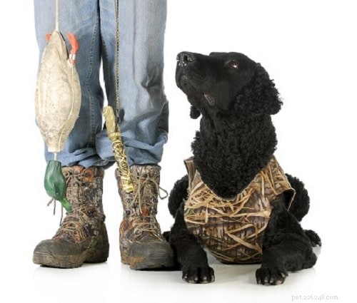 Training Your Curly-Coated Retriever: Proven Tips for Loyal, Energetic Dogs