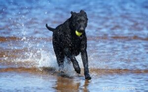 Training Your Curly-Coated Retriever: Proven Tips for Loyal, Energetic Dogs
