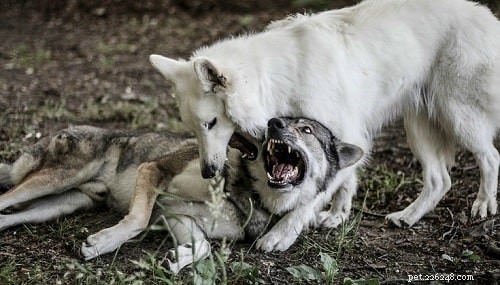 Mastering Czechoslovakian Vlcak Training: Expert Tips for Powerful, Loyal Dogs