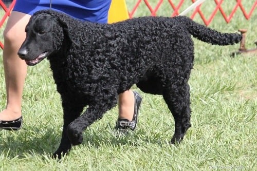 Training Your Curly-Coated Retriever: Proven Tips for Loyal, Energetic Dogs