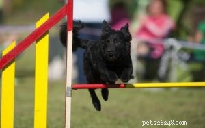 How to Train a Croatian Sheepdog: A Comprehensive Guide