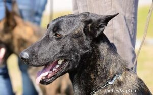 Effective Training for the Dutch Shepherd: A Guide for Experienced Owners
