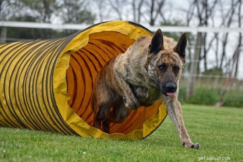 Effective Training for the Dutch Shepherd: A Guide for Experienced Owners
