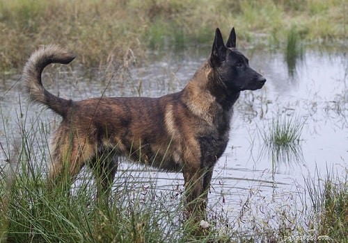 Effective Training for the Dutch Shepherd: A Guide for Experienced Owners