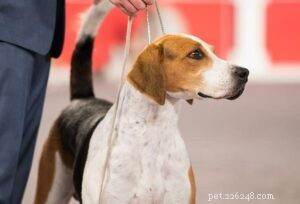 Professional Training for English Foxhounds: Build Discipline & Endurance