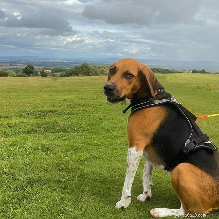 Professional Training for English Foxhounds: Build Discipline & Endurance