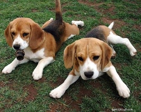 Professional Training for English Foxhounds: Build Discipline & Endurance