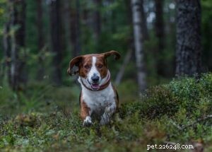 Expert Drever Dog Training: Build Confidence & Loyalty