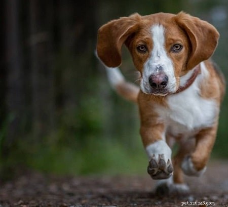 Expert Drever Dog Training: Build Confidence & Loyalty