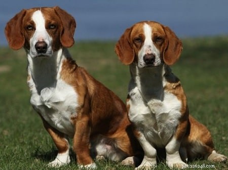 Expert Drever Dog Training: Build Confidence & Loyalty