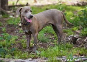 Mastering Blue Lacy Training: Proven Techniques for the Ideal Working Dog