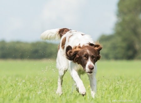 Comprehensive Training Guide for Drentsche Patrijshond: Tips for Success