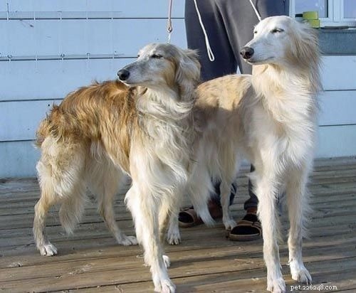 Mastering Longhaired Whippet Training: Expert Tips for a Well-Behaved Companion