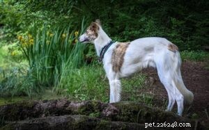 Mastering Longhaired Whippet Training: Expert Tips for a Well-Behaved Companion