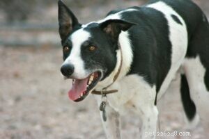 McNab Shepherd Training: Unlocking Your Dog s Athletic Potential