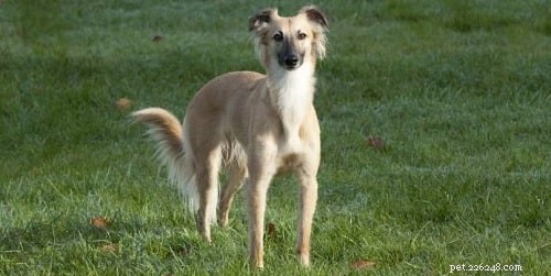 Mastering Longhaired Whippet Training: Expert Tips for a Well-Behaved Companion