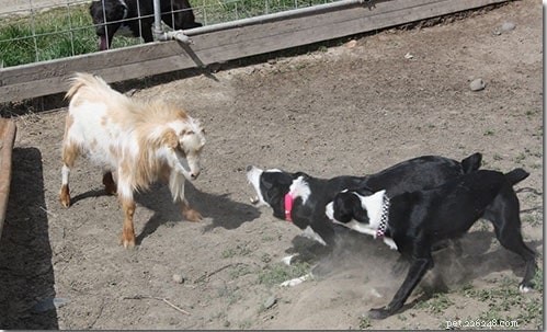 McNab Shepherd Training: Unlocking Your Dog s Athletic Potential