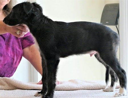 Silken Windhound Training: Expert Tips for Eager-to-Please Dogs