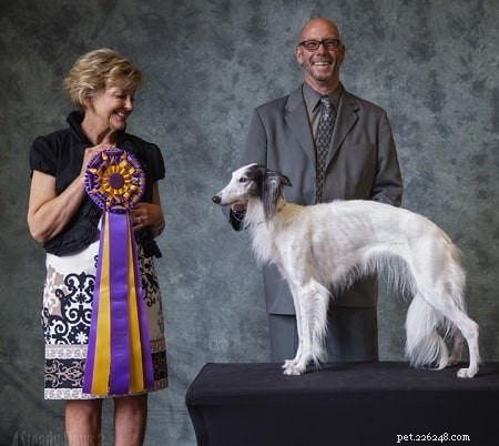 Silken Windhound Training: Expert Tips for Eager-to-Please Dogs