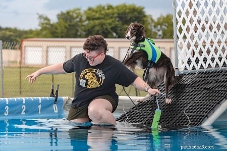 Silken Windhound Training: Expert Tips for Eager-to-Please Dogs