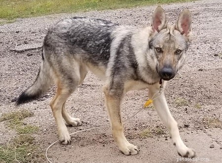 Saarloos Wolfdog Training: Mastering the Powerful German Shepherd‑Wolf Hybrid