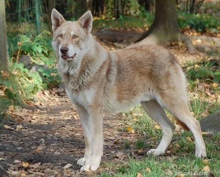 Saarloos Wolfdog Training: Mastering the Powerful German Shepherd‑Wolf Hybrid