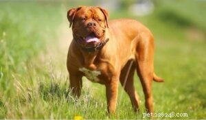 Mastering Dogue de Bordeaux: Expert Training Tips for Loyal Giants