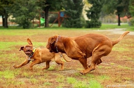 Mastering Dogue de Bordeaux: Expert Training Tips for Loyal Giants