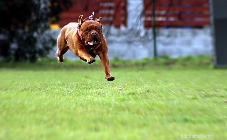 Mastering Dogue de Bordeaux: Expert Training Tips for Loyal Giants