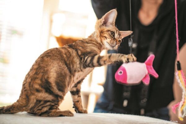 Managing a Clingy Cat: Tips for a Relaxing Evening