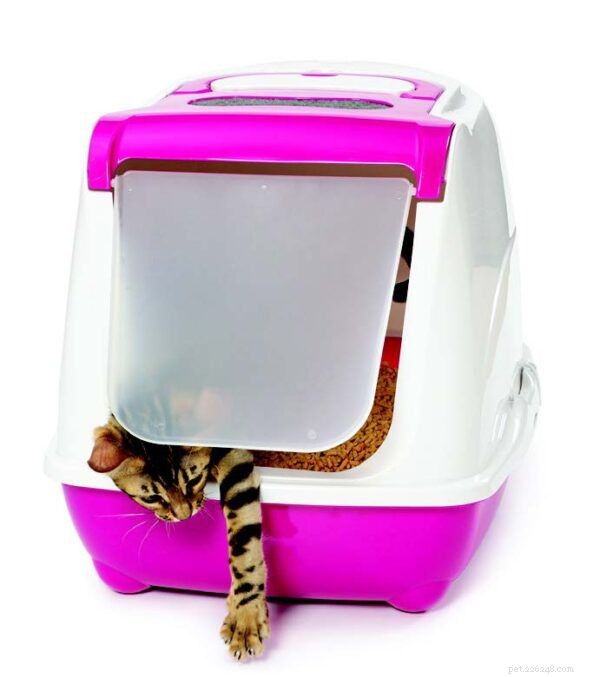 Inside the Litter Box: What Your Cat Really Thinks