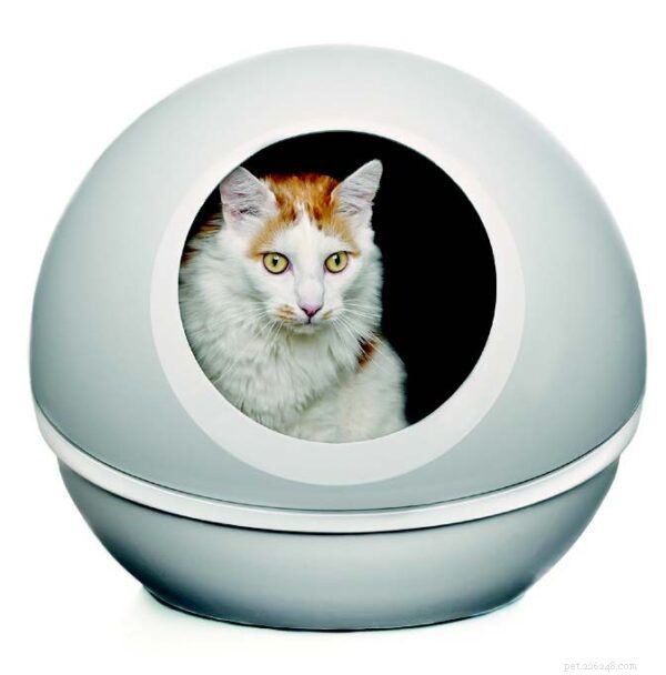 Inside the Litter Box: What Your Cat Really Thinks