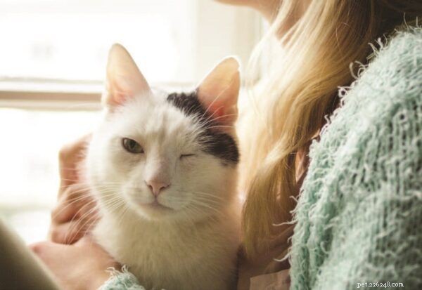 Understanding Why Cats Blink Slowly: Insights into Feline Communication
