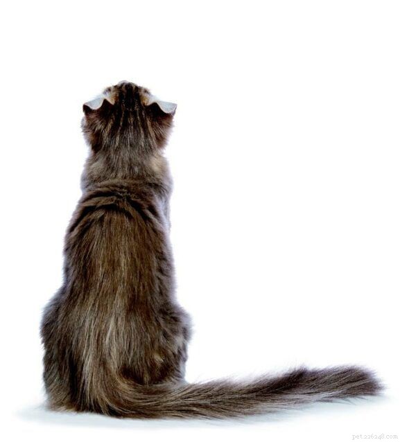 Decode Your Cat’s Body Language: Expert Guide to Spotting Comfort and Anxiety