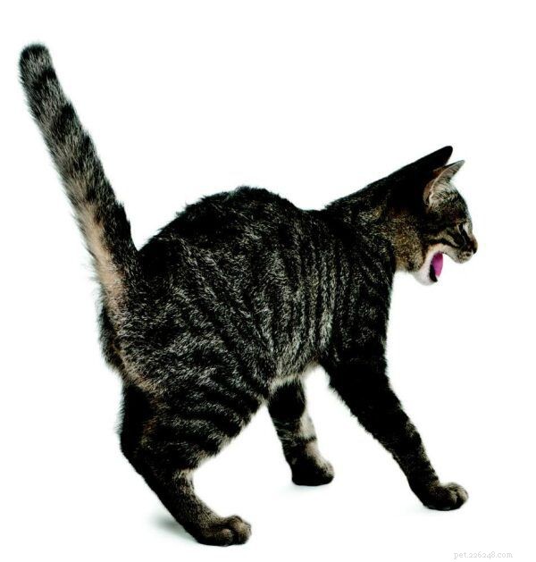 Decode Your Cat’s Body Language: Expert Guide to Spotting Comfort and Anxiety